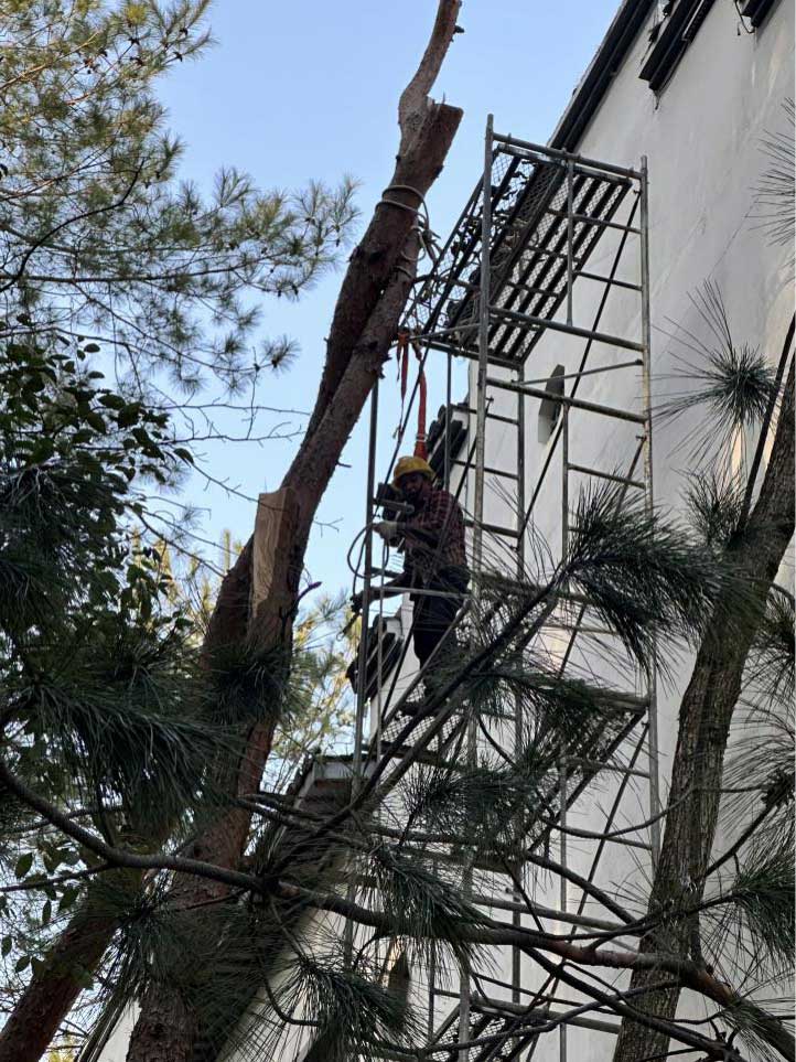 排除隱患，國資公司砍樹解民憂